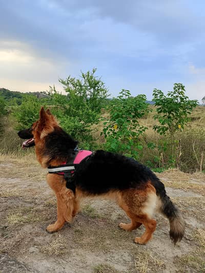 Gsd Young Male