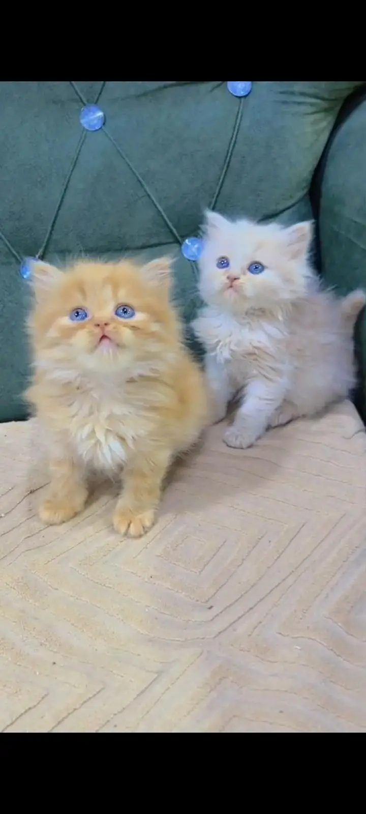 Quality Persian Punch Face cat &kittens 03476305771 WhatsApp — photo 3