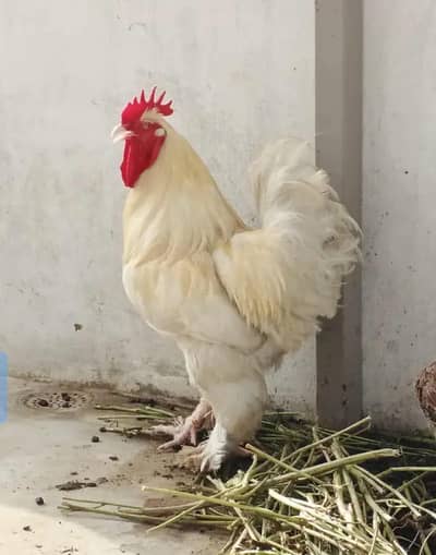 WHITE BUFF HEAVY MALE READY TO BREED