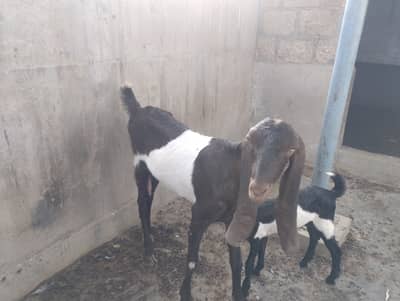 Bissar bakri with female kid