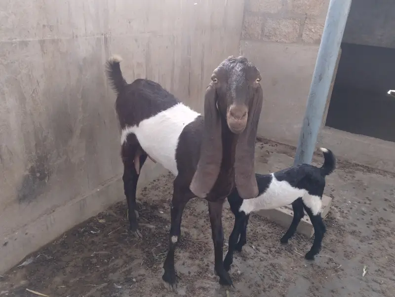 Bissar bakri with female kid — photo 2