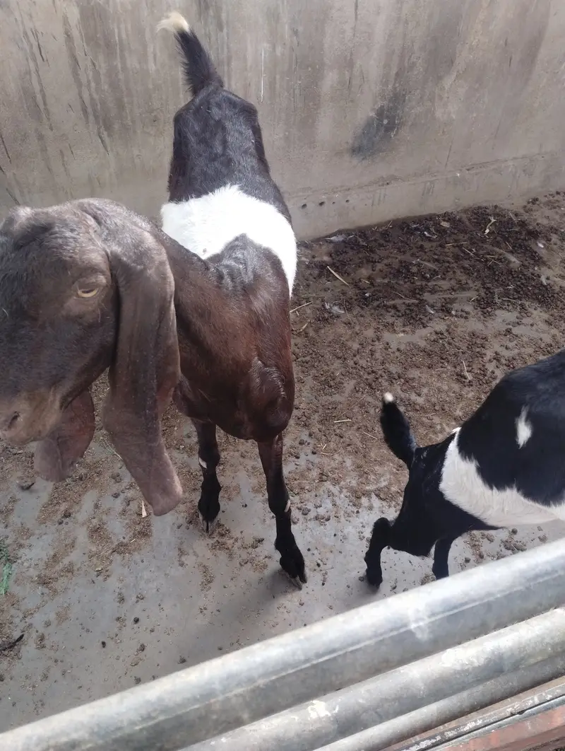 Bissar bakri with female kid — photo 3