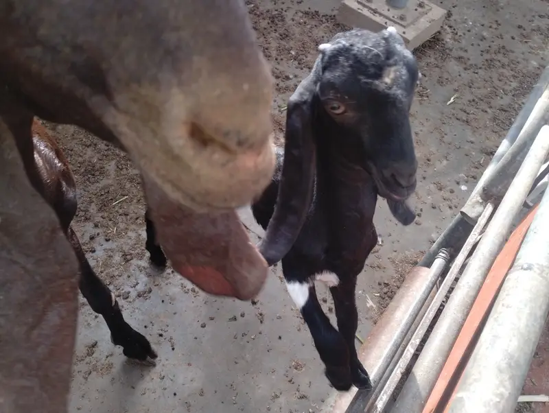 Bissar bakri with female kid — photo 4