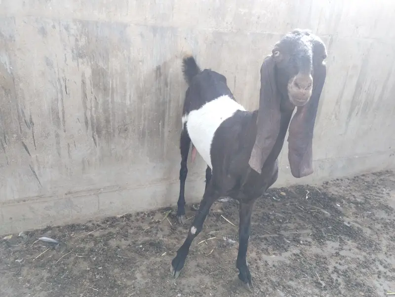 Bissar bakri with female kid — photo 5