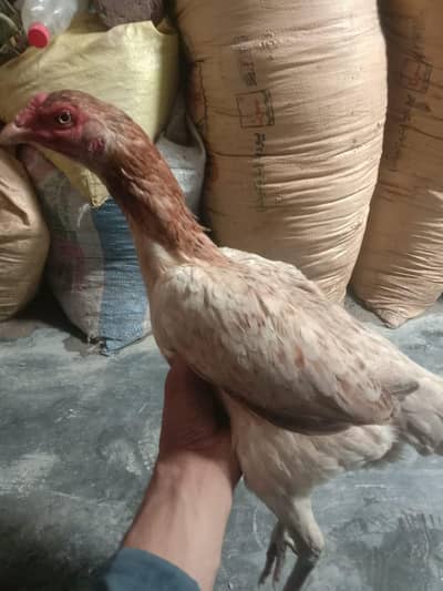 میاں والی جاوا