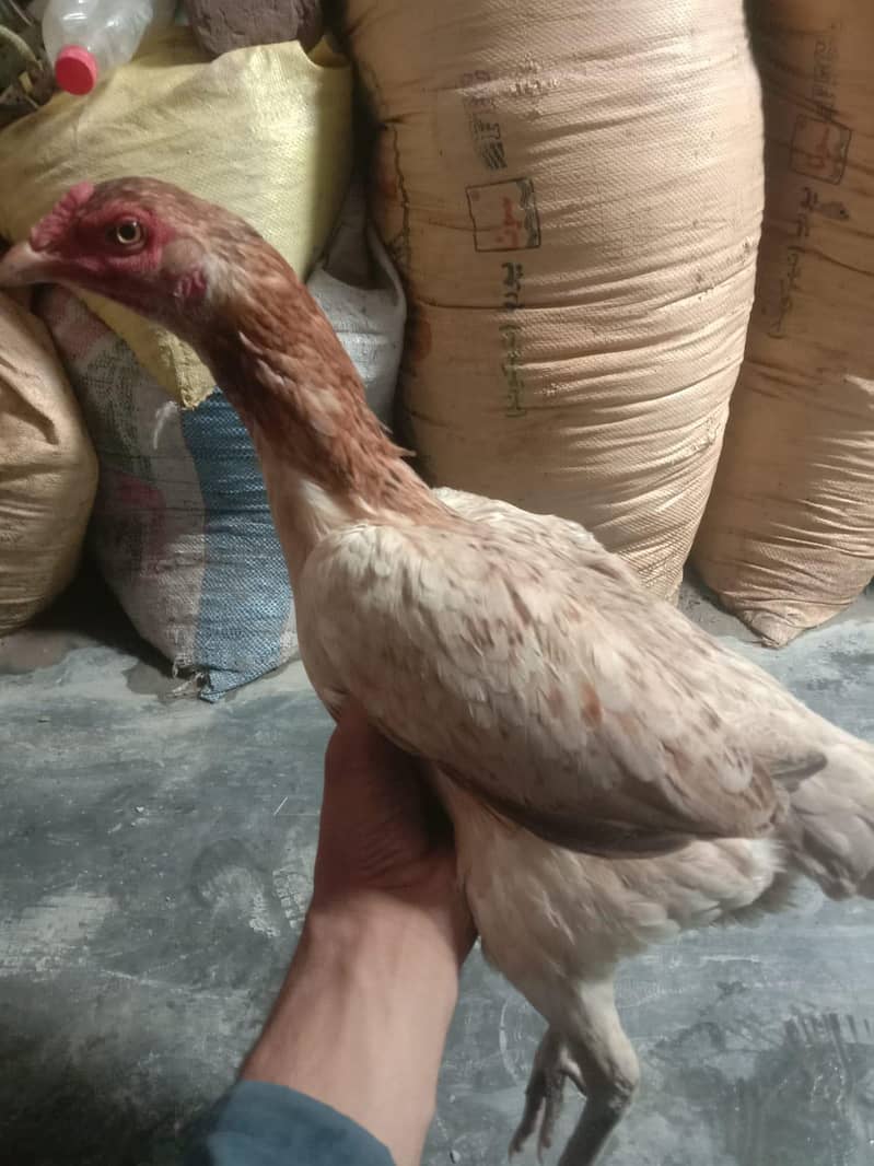 میاں والی جاوا 0