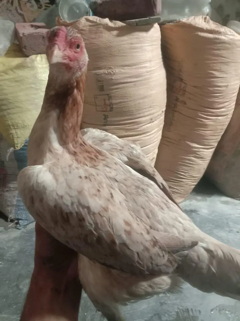 میاں والی جاوا — photo 2
