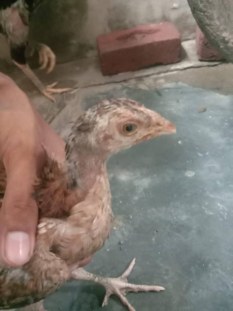 میاں والی جاوا 4