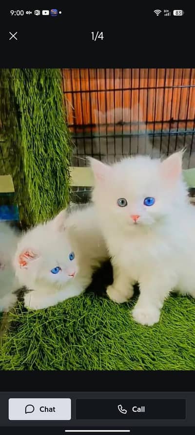 Persian kitten triple Qout. for. . sale my WhatsApp03493731440
