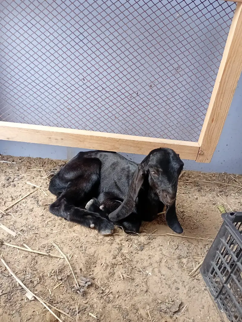 Healthy Mother Goat with 2 Beautiful Kids |