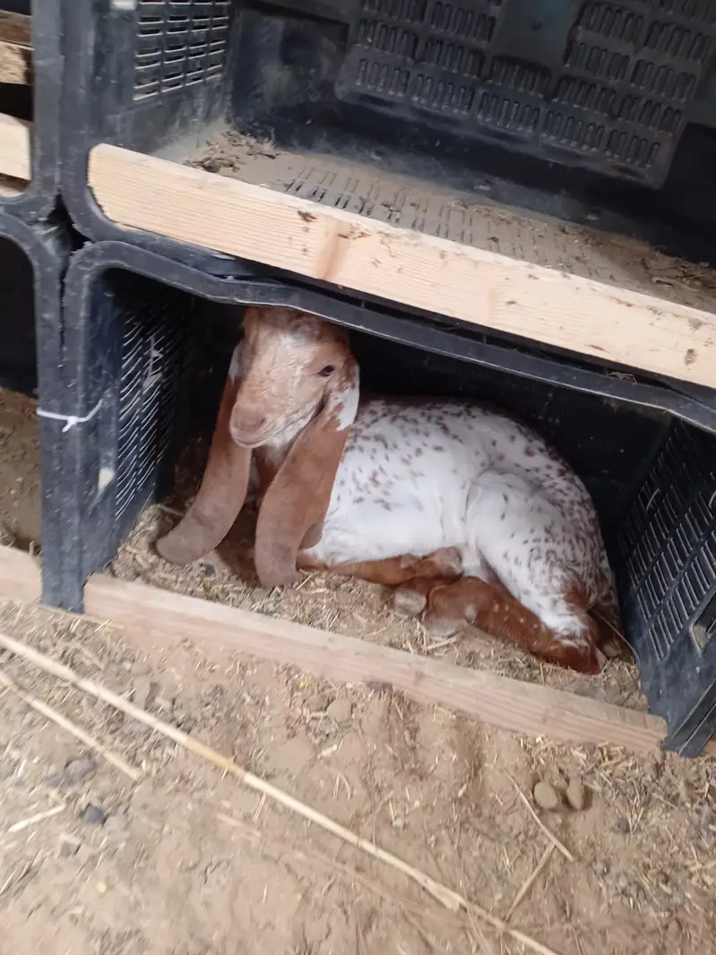 Healthy Mother Goat with 2 Beautiful Kids | — photo 2