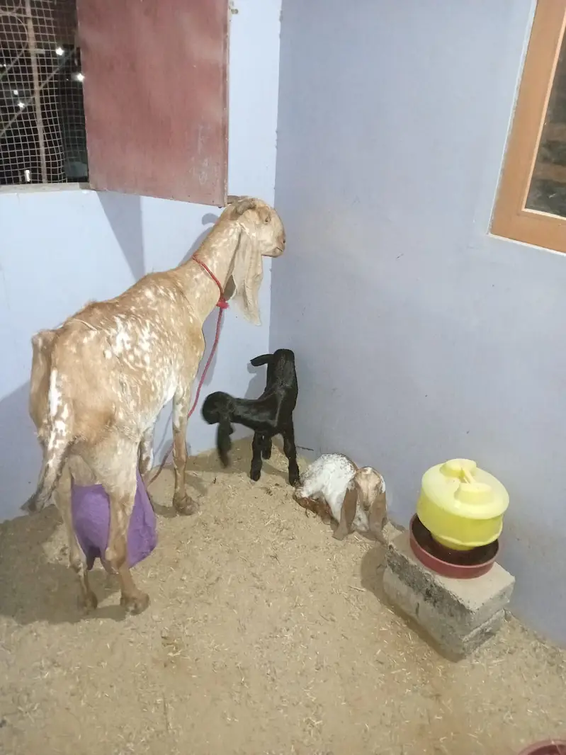 Healthy Mother Goat with 2 Beautiful Kids | — photo 3