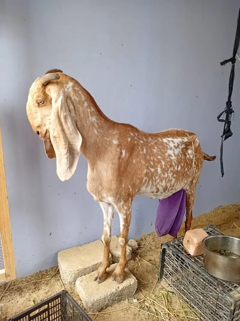 Healthy Mother Goat with 2 Beautiful Kids | — photo 4