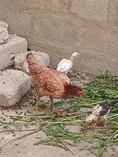 Hens with chicks