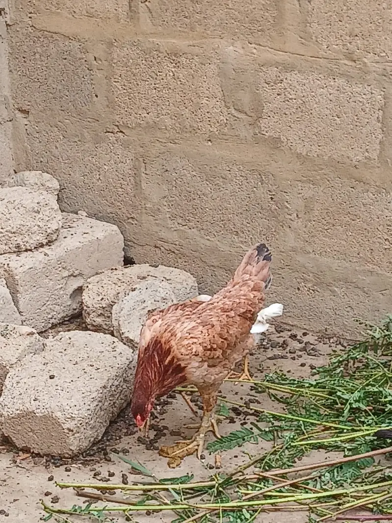 Hens with chicks — photo 3