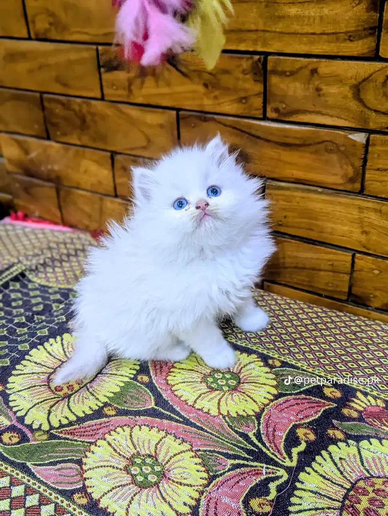 Persian kitten triple Qout. for. . sale my WhatsApp03493731440 — photo 2