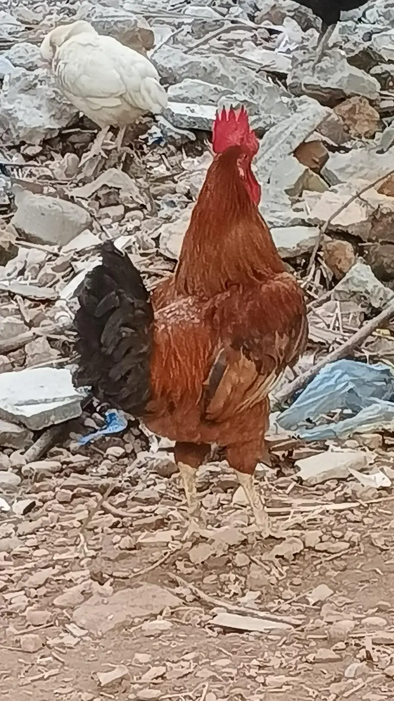 Asee shajral pair home breed — photo 8