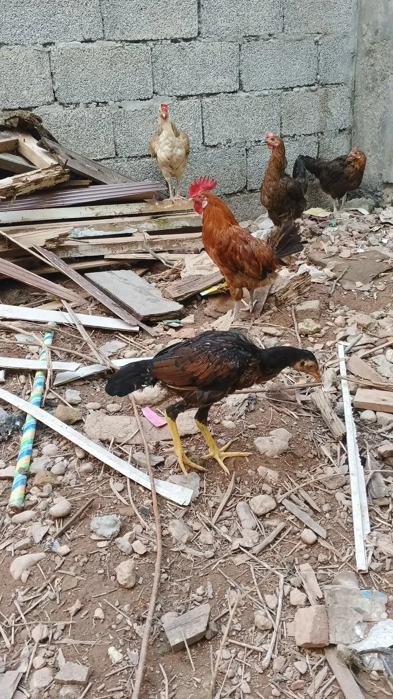 Asee shajral pair home breed — photo 9