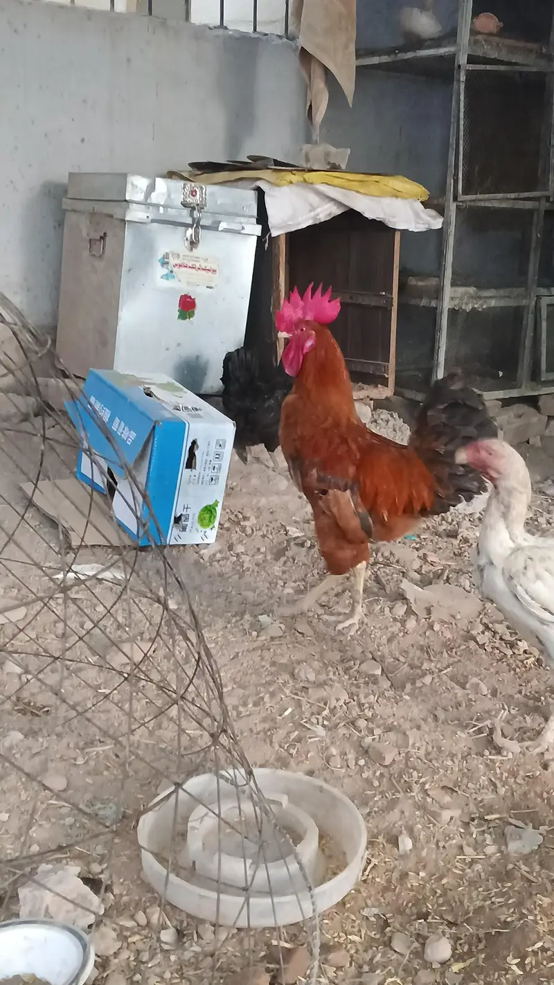 Asee shajral pair home breed — photo 10