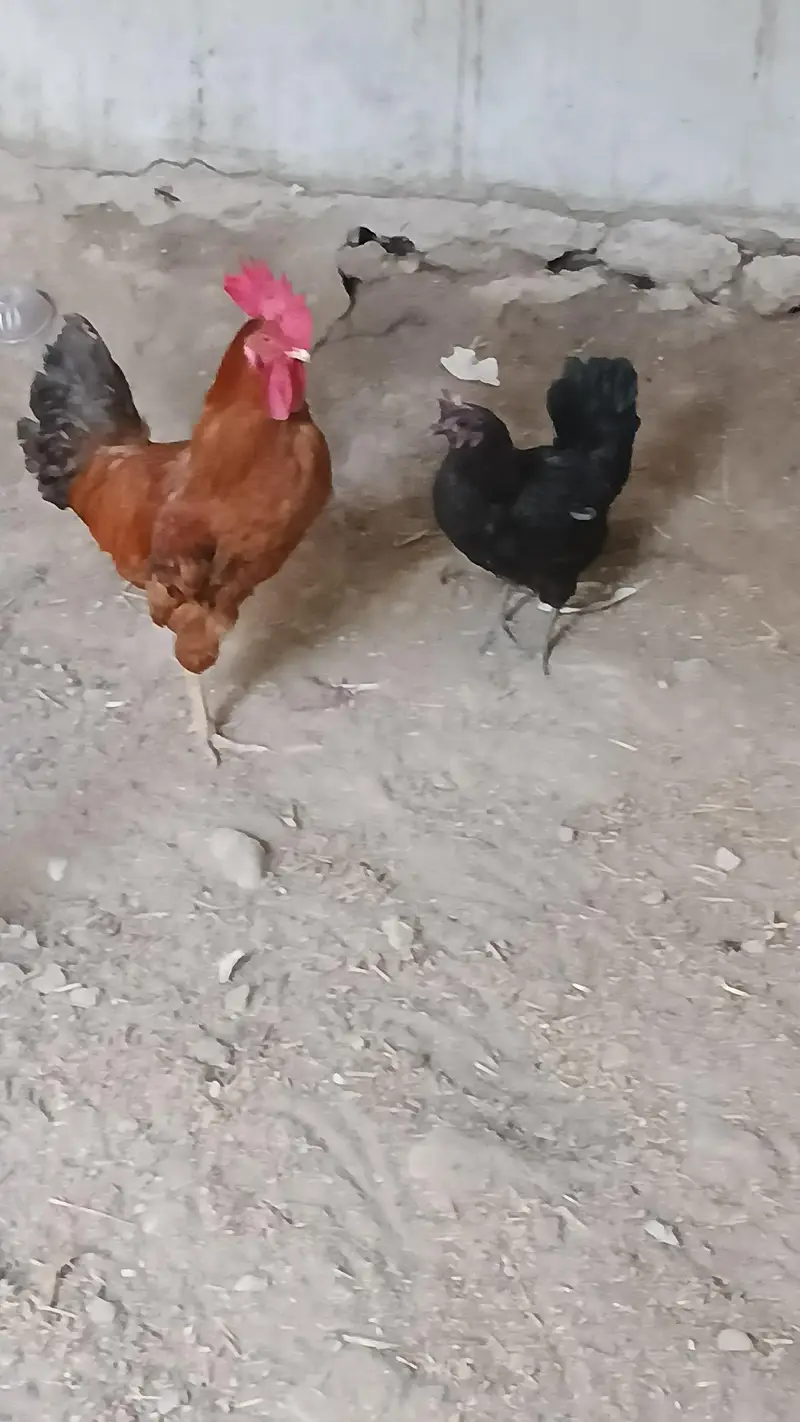 Asee shajral pair home breed — photo 11