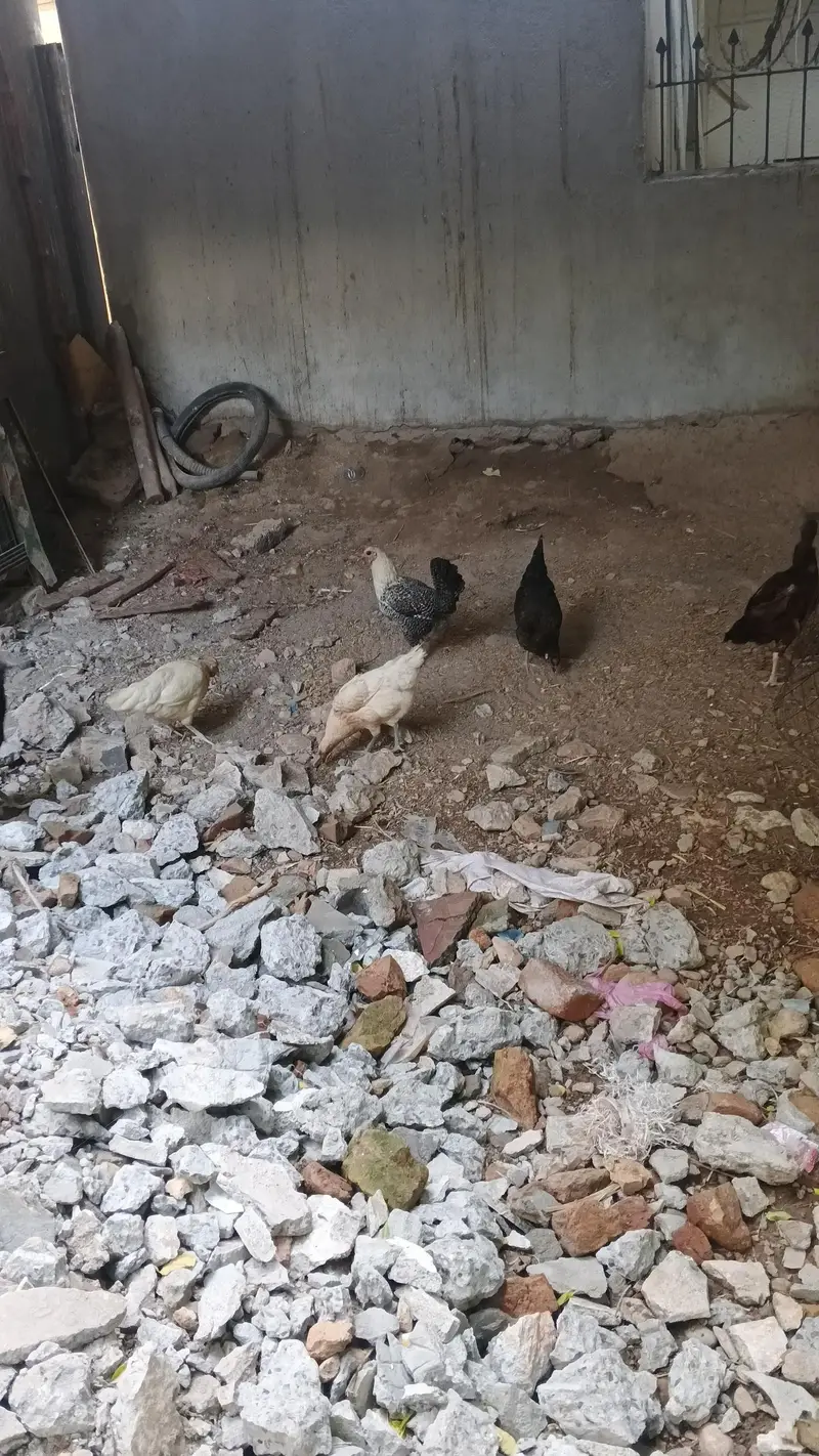 Asee shajral pair home breed — photo 12