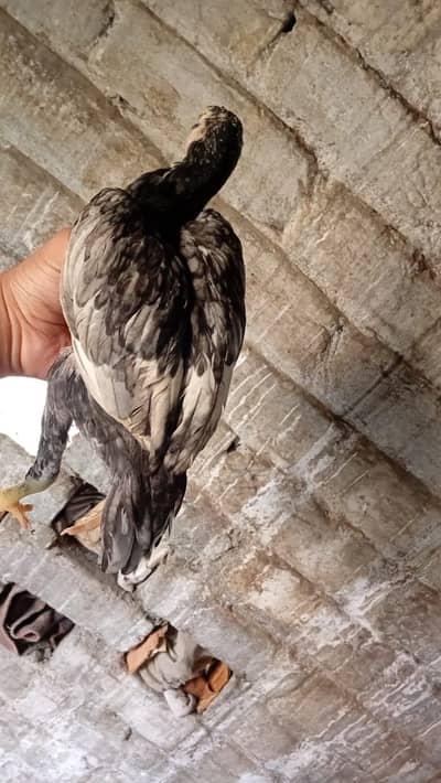 Aseel chicks
