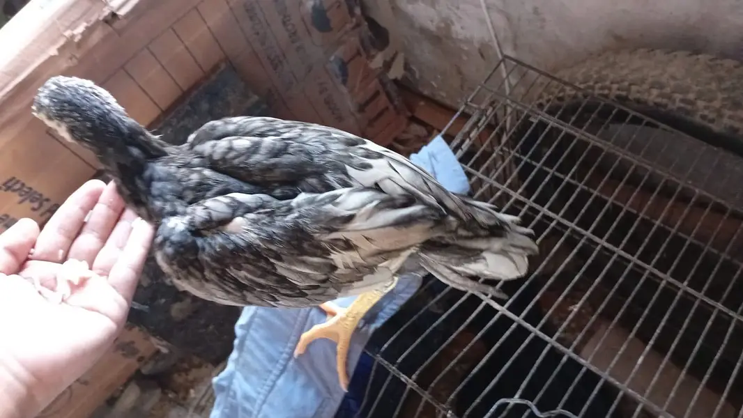 Aseel chicks — photo 2