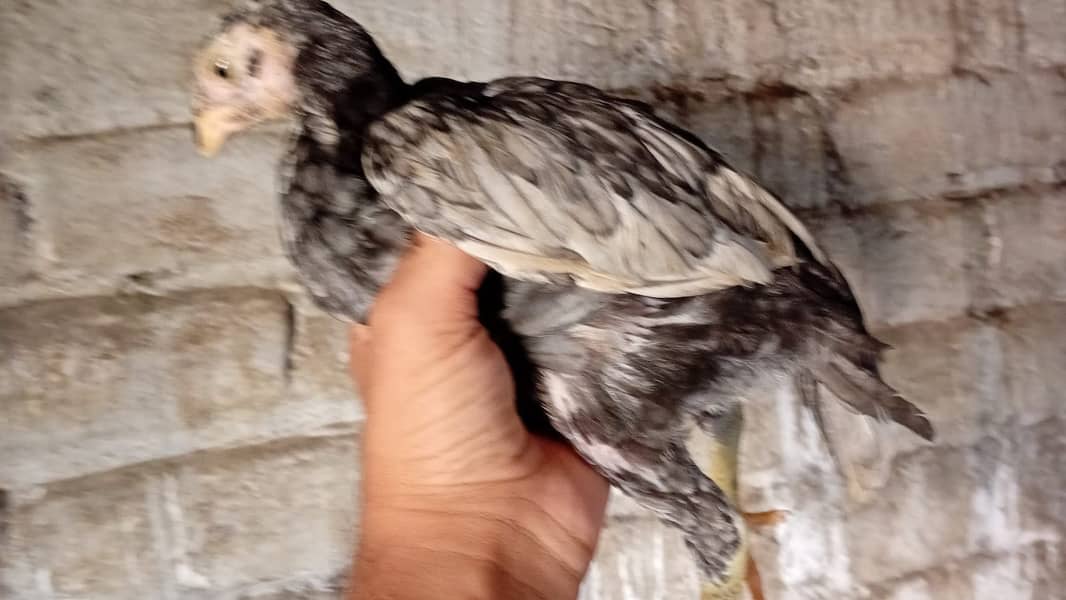 Aseel chicks 2