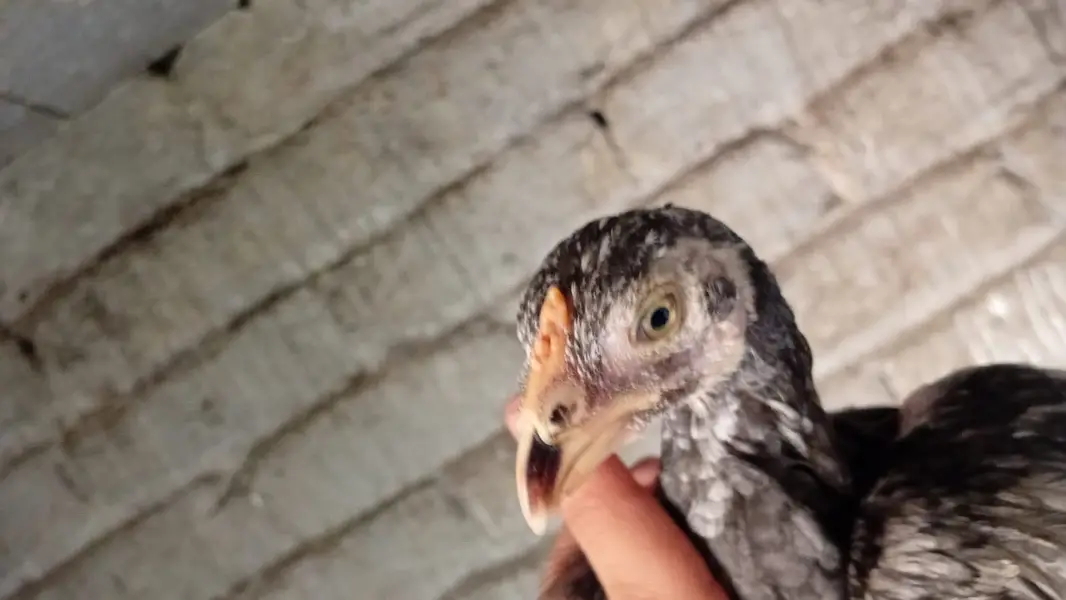 Aseel chicks — photo 4