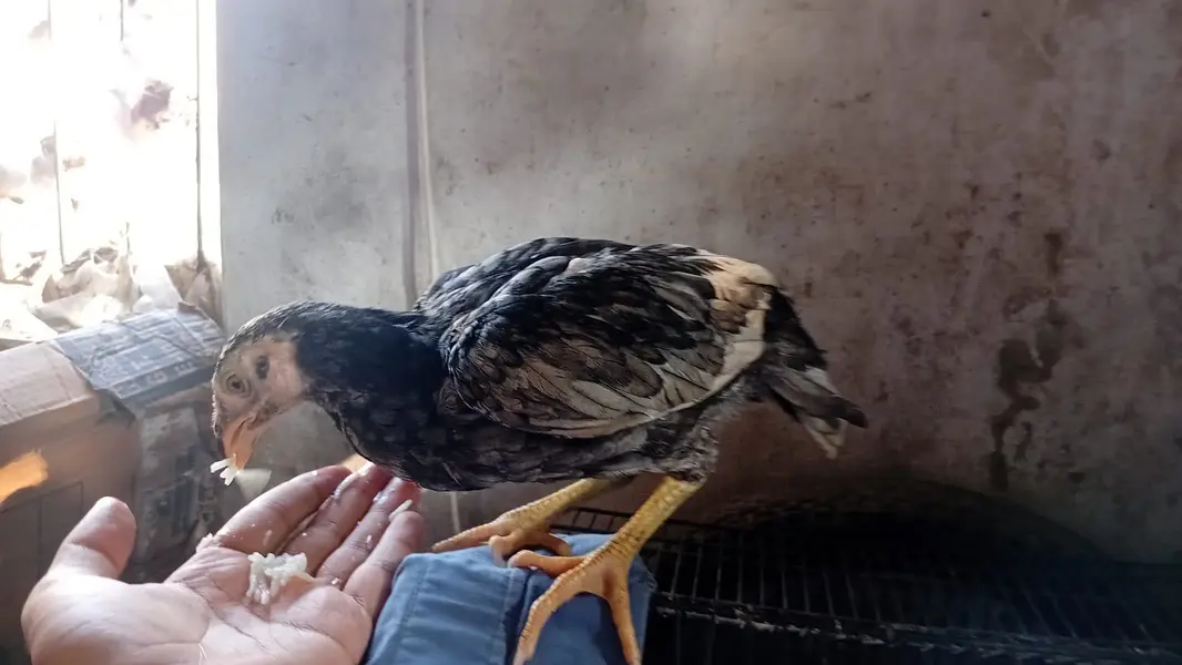 Aseel chicks — photo 5