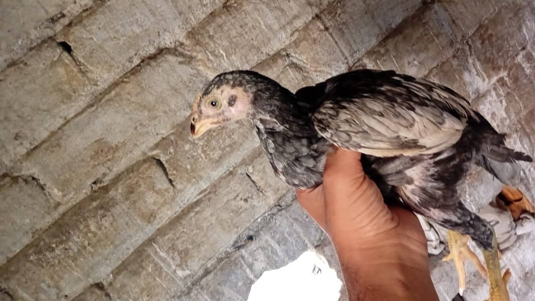 Aseel chicks 5