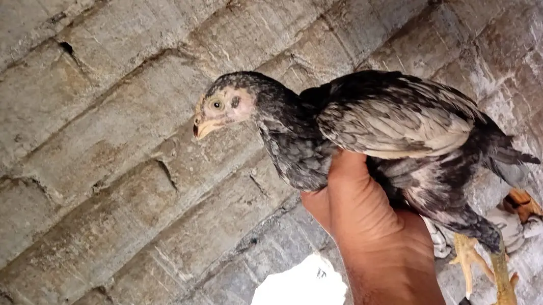 Aseel chicks — photo 6