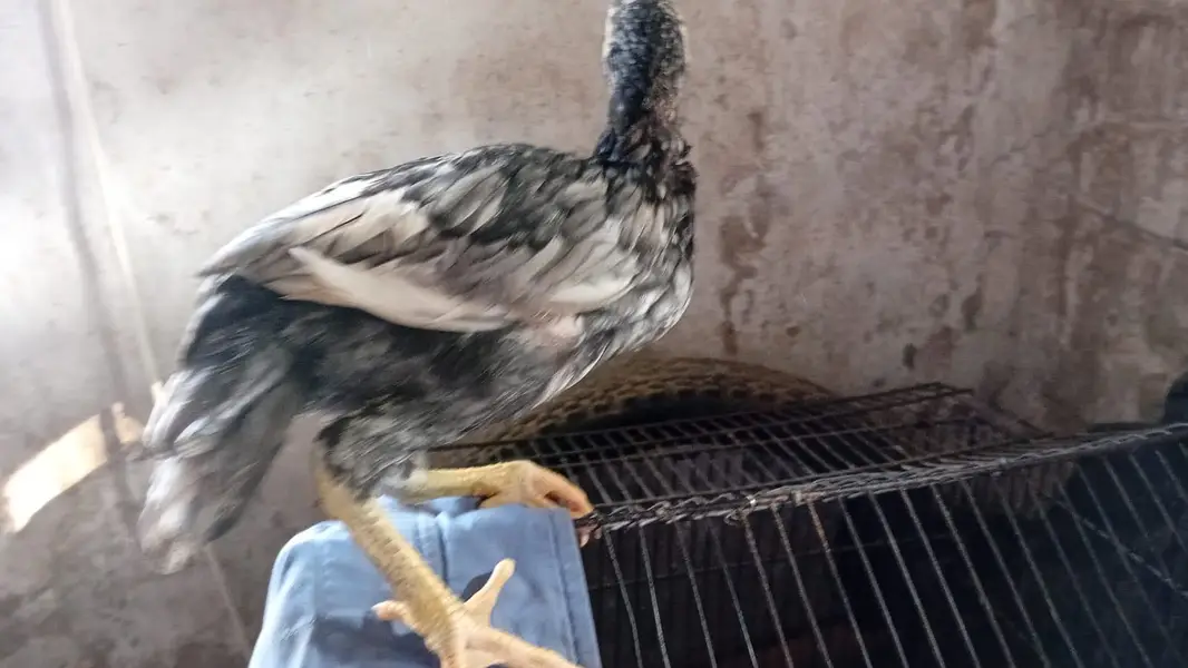 Aseel chicks — photo 7