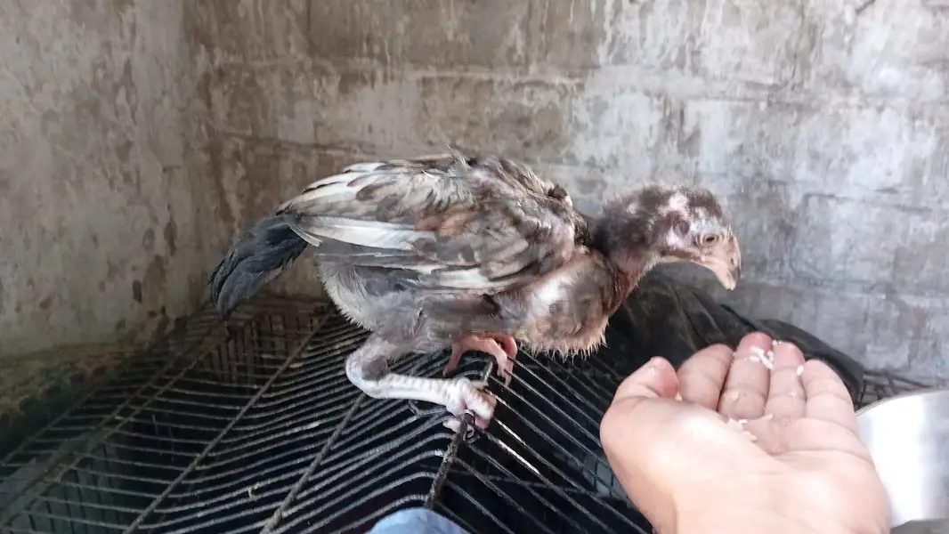 Aseel chicks — photo 8
