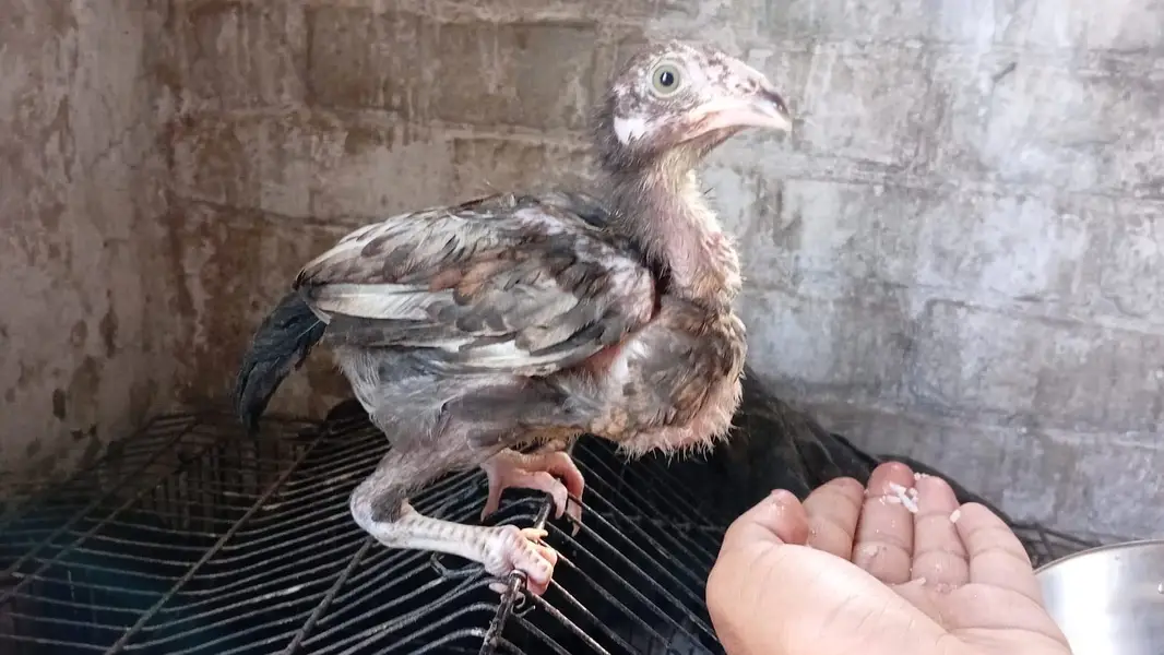 Aseel chicks — photo 9