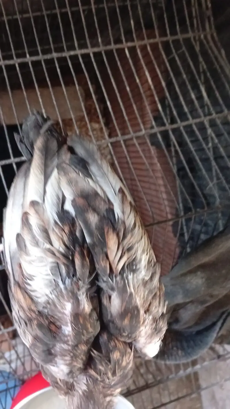 Aseel chicks — photo 10