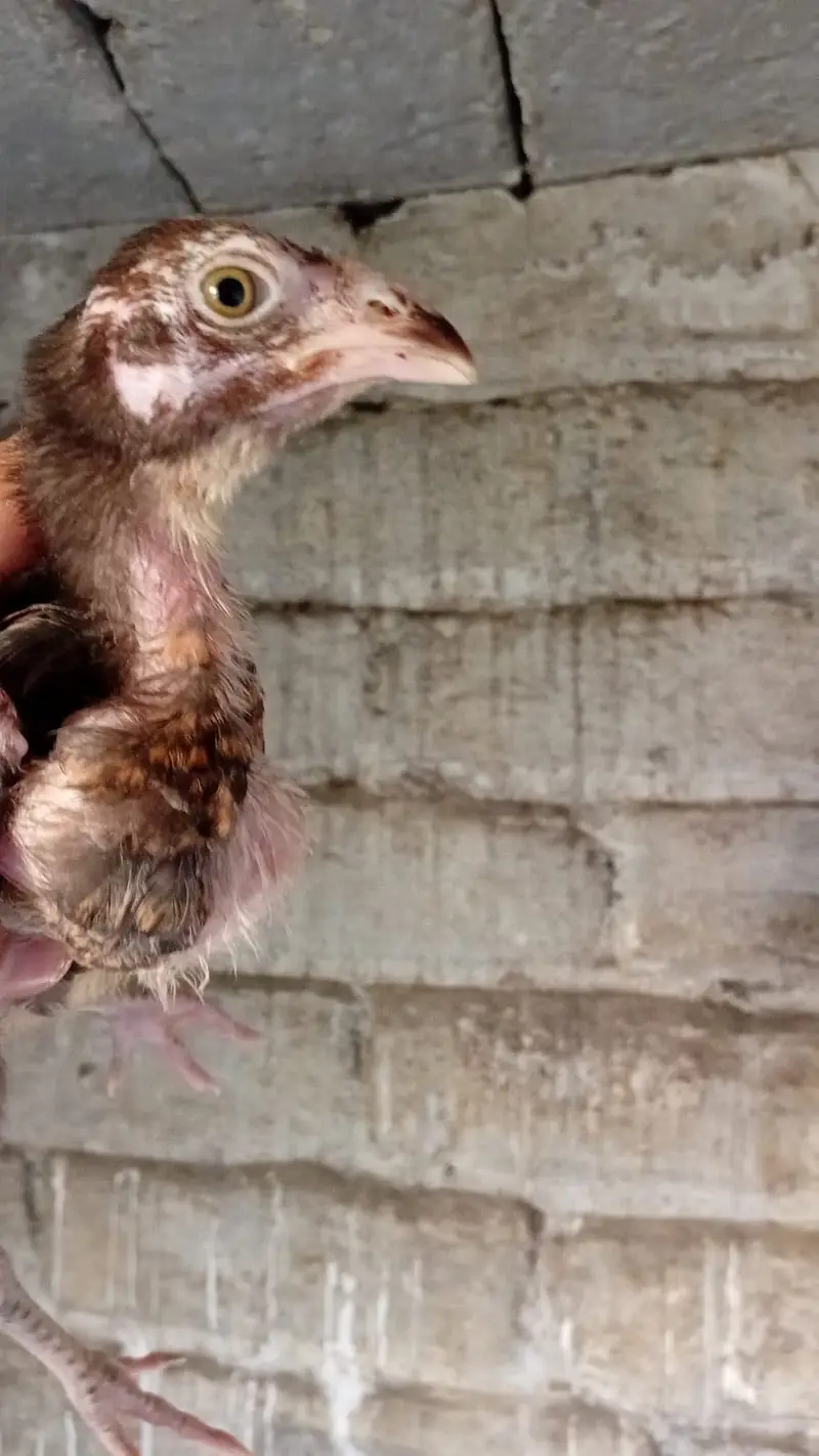 Aseel chicks — photo 11