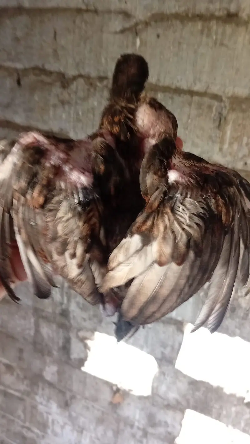 Aseel chicks — photo 12