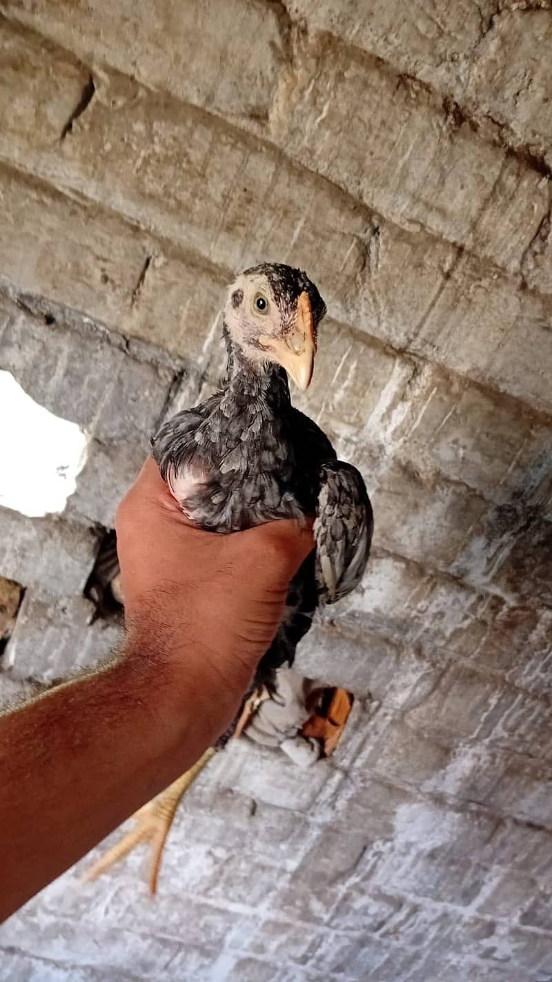 Aseel chicks 14