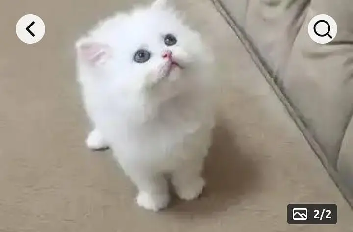 Persian kittens. Whatapp//037046///02354 — photo 2