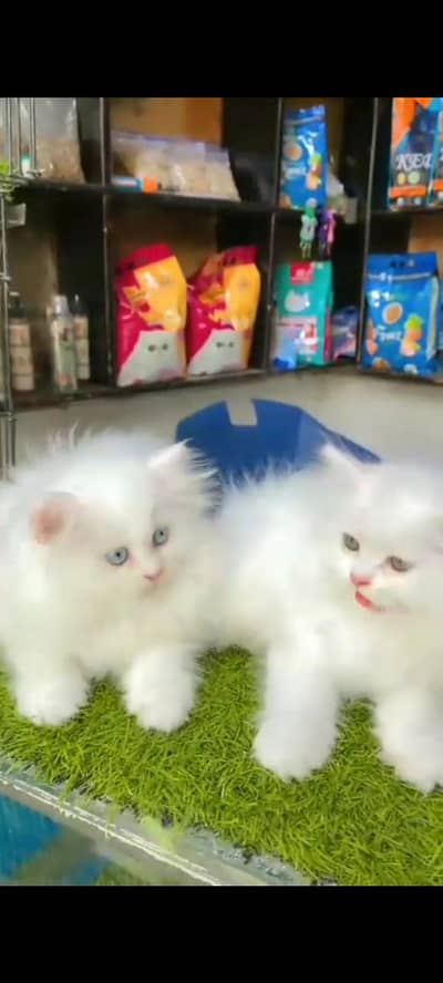 Quality Persian Punch Face cat &kittens 03476305771 WhatsApp