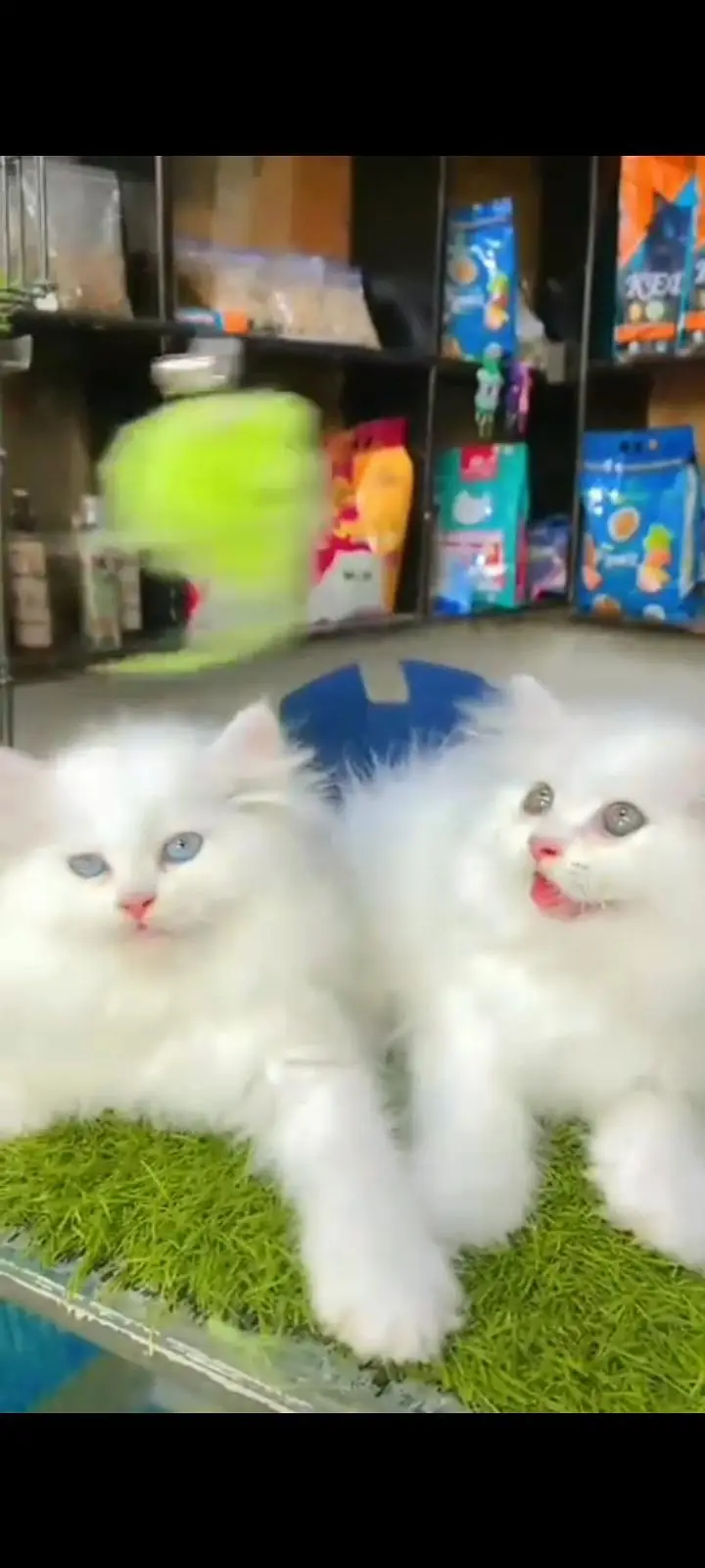 Quality Persian Punch Face cat &kittens 03476305771 WhatsApp — photo 2