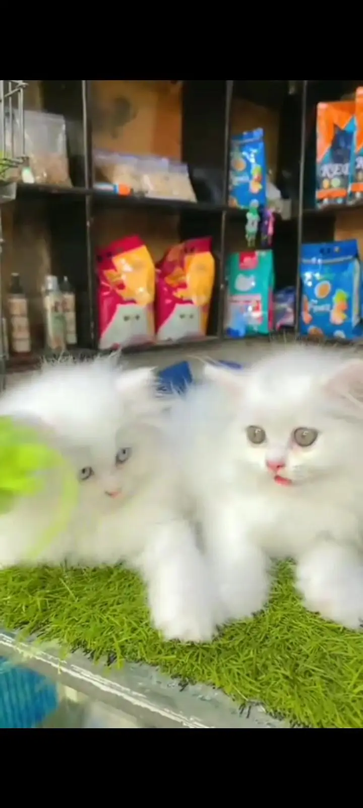 Quality Persian Punch Face cat &kittens 03476305771 WhatsApp — photo 3