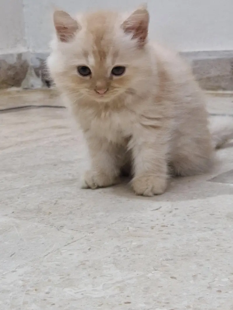 Persian kittens. Whatapp//037046////02354 — photo 2