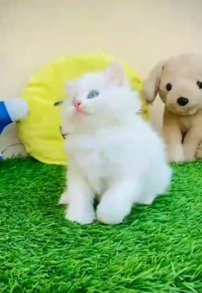 Persian kitten triple Qout. for. . sale my WhatsApp03493731440
