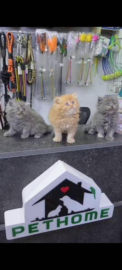 Quality Persian Punch Face cat &kittens 03476305771 WhatsApp