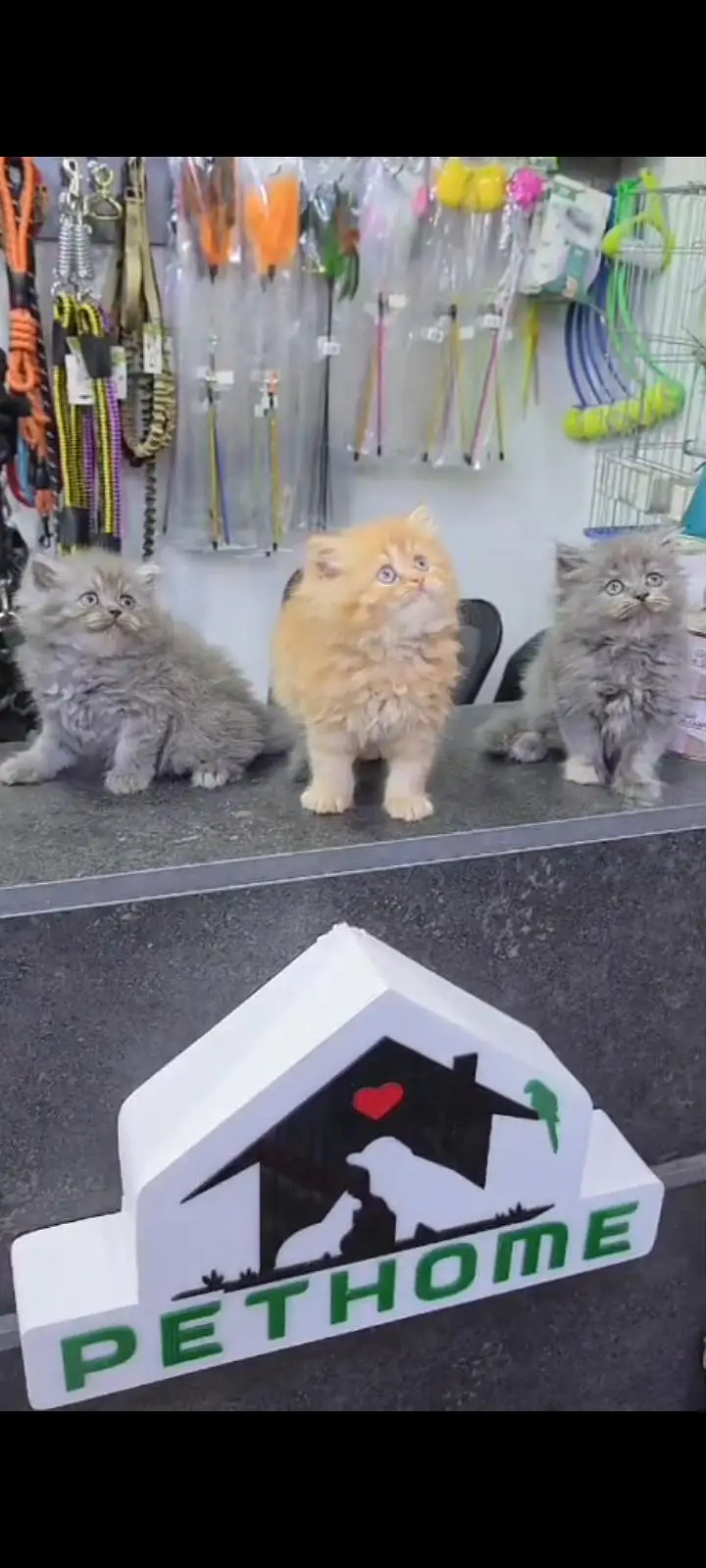 Quality Persian Punch Face cat &kittens 03476305771 WhatsApp — photo 3