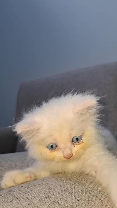 *Persian Male Kitten*