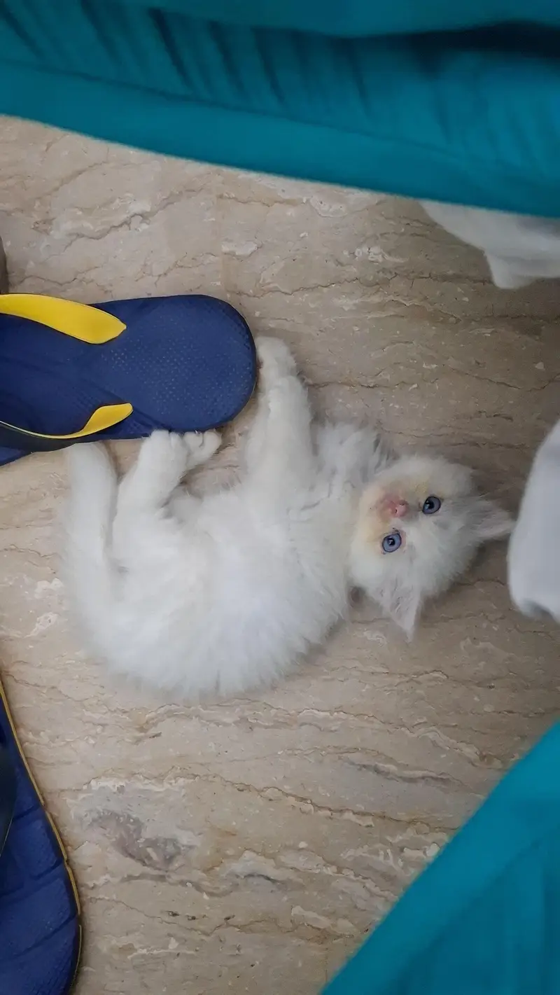 *Persian Male Kitten* — photo 2