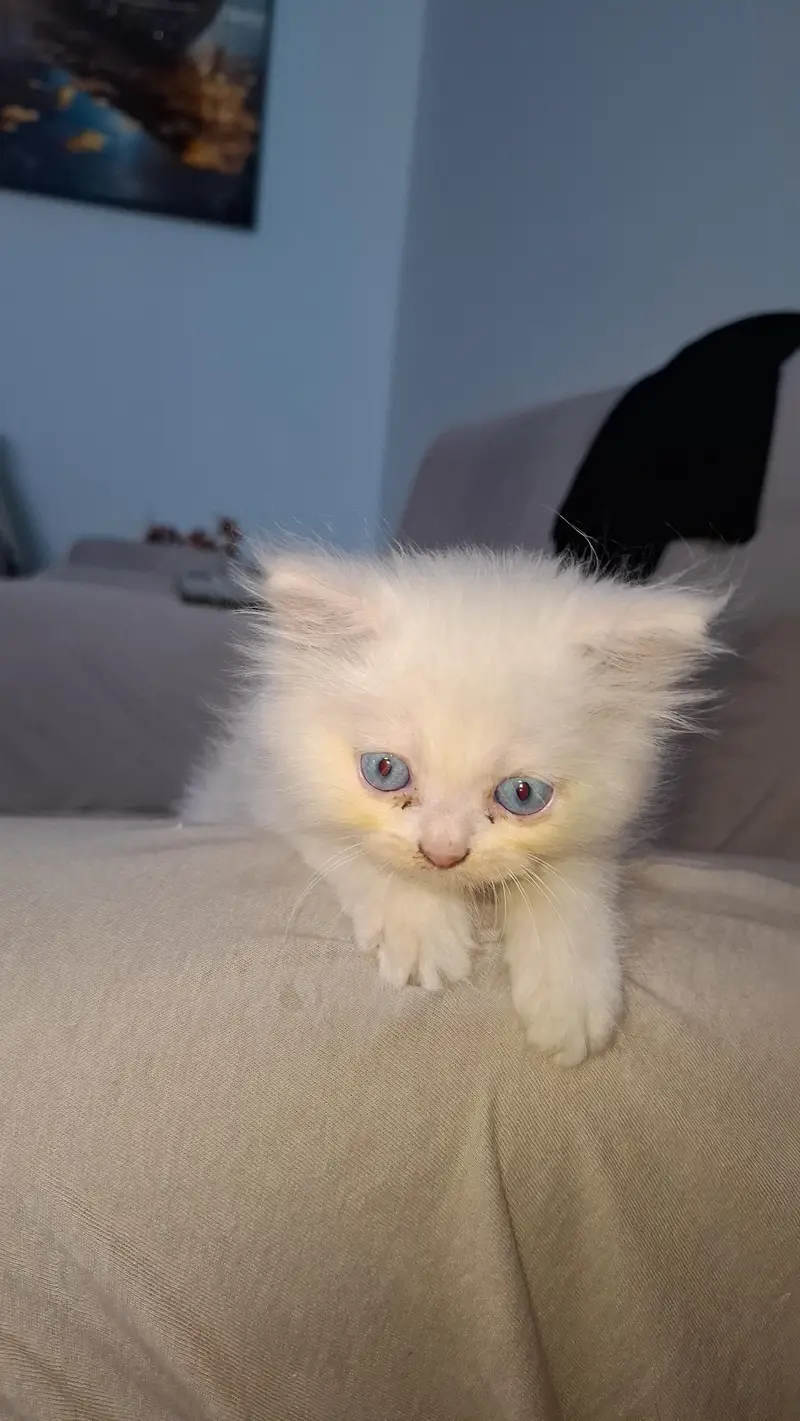 *Persian Male Kitten* — photo 4